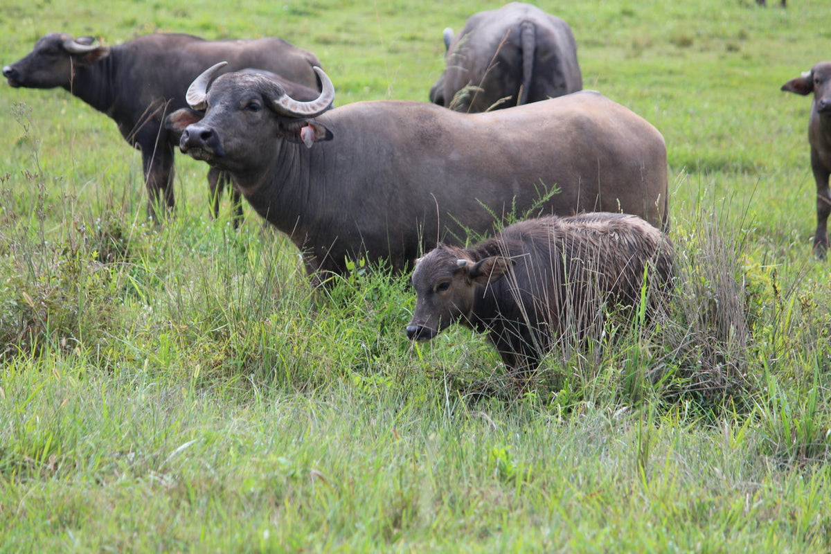 Buffalo Ground