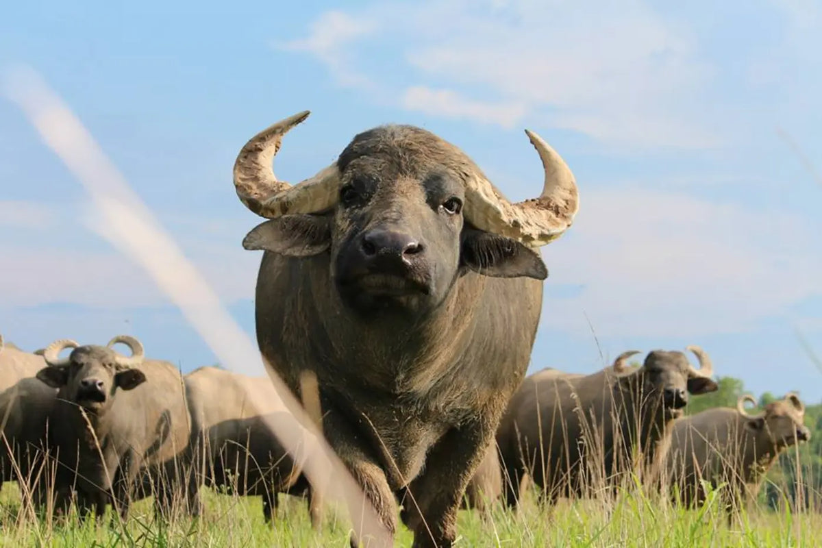 Portrait of a Carrell Farms water buffalo