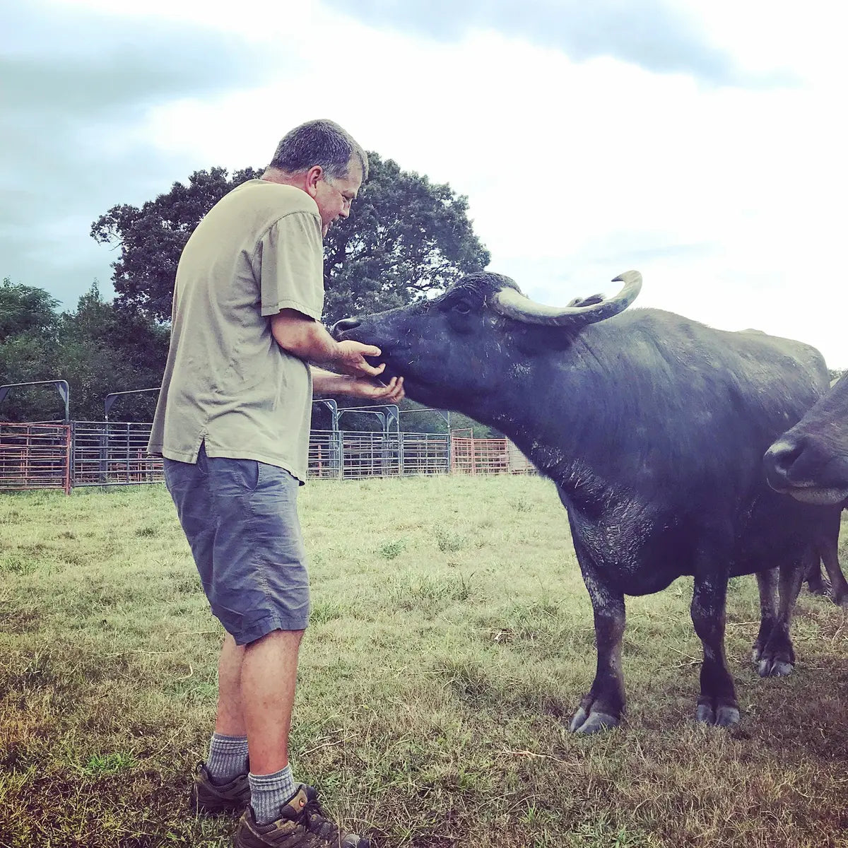 David Carrell with a water buffalo at Carrell Farms