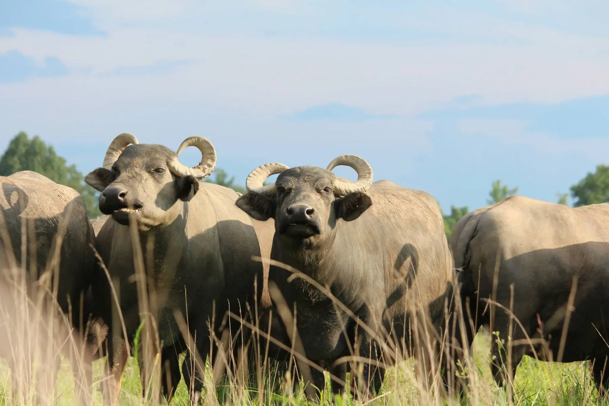 Water buffalo grazing on green pasture at Carrell Farms