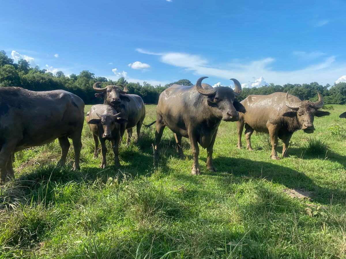 Carrell Farms water buffalo herd grazing in pasture